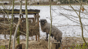 ram ( Landgoed de Pannehoef/Rijsbergen, gemeente Zundert)