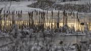 de Rielse Leije (Regte Heide/Riel)