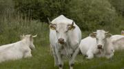 nieuwsgierige koeien (Beerze/Spoordonk)