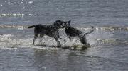 spelende honden (Brouwersdam/Ouddorp)