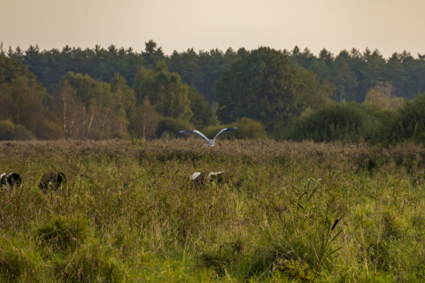 weg van koeien en fotograaf vliegende zilverreiger, Riels Laag, Brabants Landschap